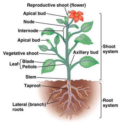 Draw the diagram of a dicot plant.