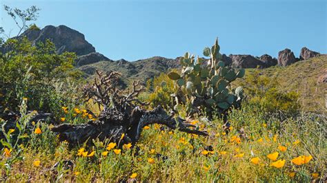 Cabeza Prieta National Wildlife Refuge Camping Rules - Boondocker's Bible