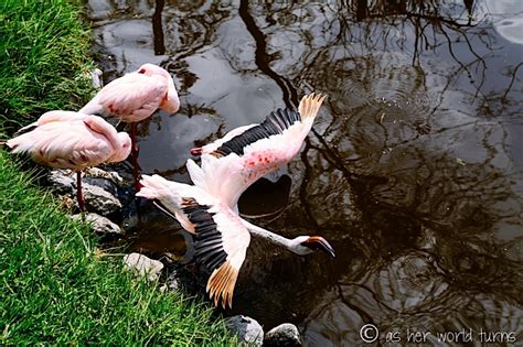 Wildlife Walk at Crater Lake | As Her World Turns