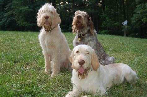 Why We Love... Spinone Italiano / PetsPyjamas