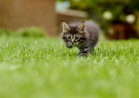 When can kittens go outside? - Vet Help Direct