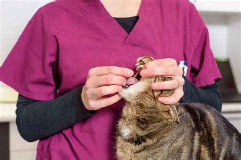 What to Expect After Deworming a Cat | PetStruggles