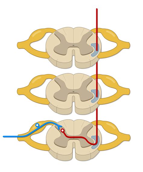 Pain and Temperature Pathways (Media) – Human Bio Media