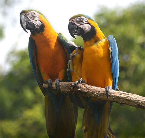 Costa Rican Wildlife - Wild Animal Rescue Center - La Fortuna