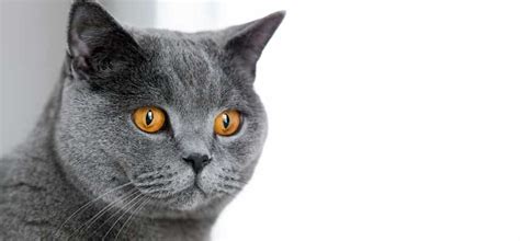 British shorthair cat Care Tips - interesting information