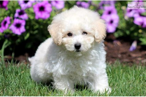 Bich-Poo - Bichpoo puppy for sale near Lancaster, Pennsylvania ...