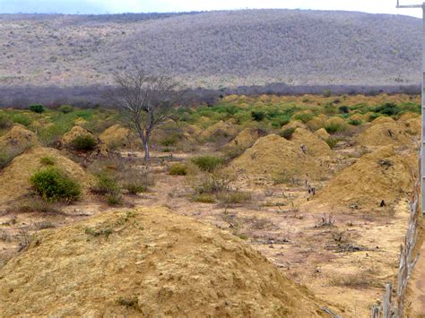 In a vast, ancient network of termite mounds, UB geographer finds a pattern - University at Buffalo