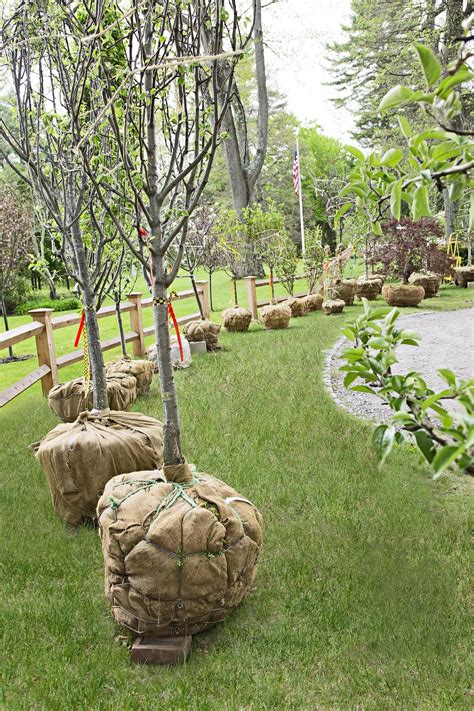 Planting an Orchard Out Back | Fruit trees backyard, Trees to plant ...