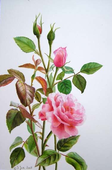 How to paint a rose - Rose Demonstration in watercolor