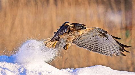 The upland buzzard--a majestic bird of prey - CGTN