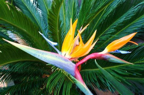 bird of paradise - Flowers Photo (2544070) - Fanpop