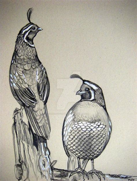 California Quail Sketches by HouseofChabrier on DeviantArt