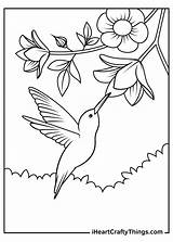 Hummingbird Coloring Pages Updated 2021 sketch template