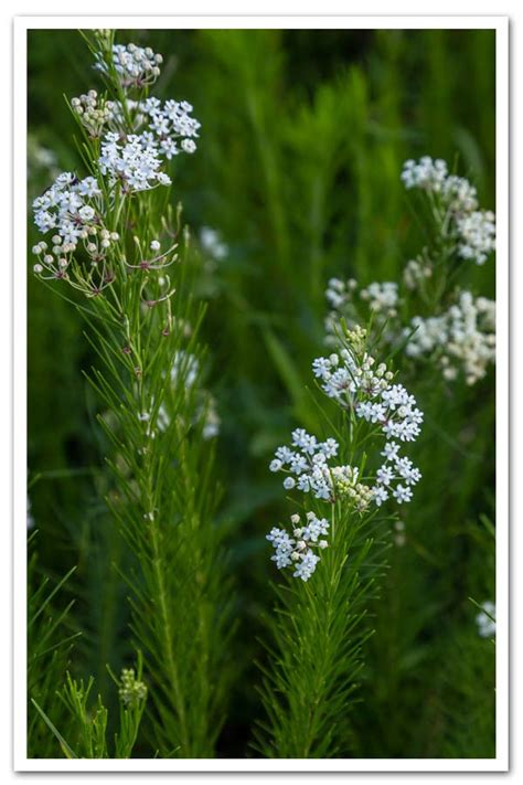 Asclepias verticillata, Whorled Milkweed - Shop Sugar Creek Gardens