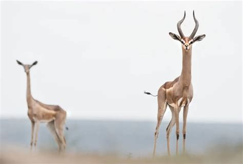 Fun Gerenuk Facts For Kids | Kidadl