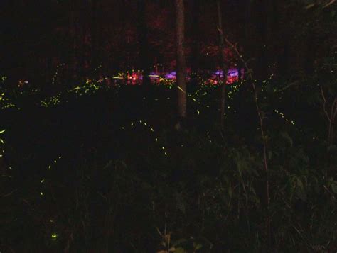 Synchronous fireflies: A trip into the woods to see the spectacle ...