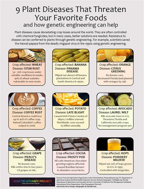 Infographic: 9 plant diseases that threaten your favorite foods--and how GM can help | Genetic ...