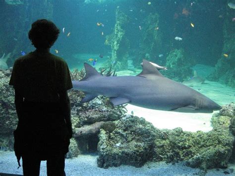 Visitor's Guide to SEA LIFE Sydney Aquarium