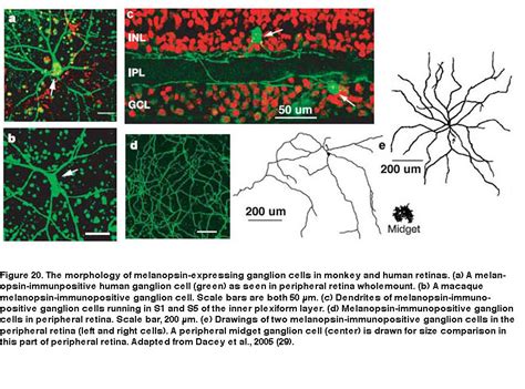 Melanopsin-expressing, Intrinsically Photosensitive Retinal Ganglion Cells (ipRGCs) by Dustin M ...