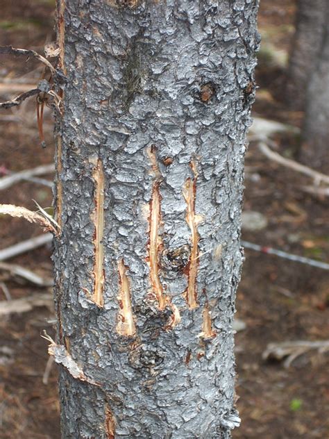 Grizzly claw marks on a tree near a hair snag station (Northern Divide Grizzly Bear Project ...