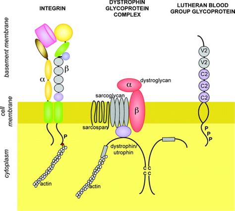 Expression and Function of Laminins in the Embryonic and Mature Vasculature | Physiological Reviews