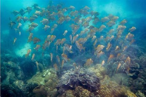 2023 Snorkeling ( start at Ko Kut) provided by BB Divers Koh Kood