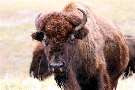 Up Close with the Tatanka Photograph by Christopher Miles Carter - Fine ...