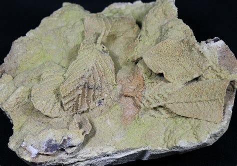 Plant Fossils For Sale - FossilEra.com