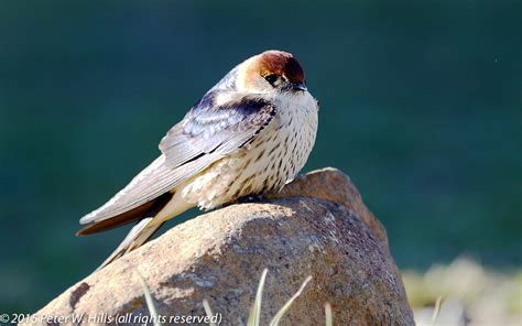 Swallow Greater Striped (Cecropis cucullata) - Lesotho - World Bird Photos