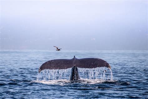 Humpback Whale Flukes Photograph by Janis Knight - Fine Art America