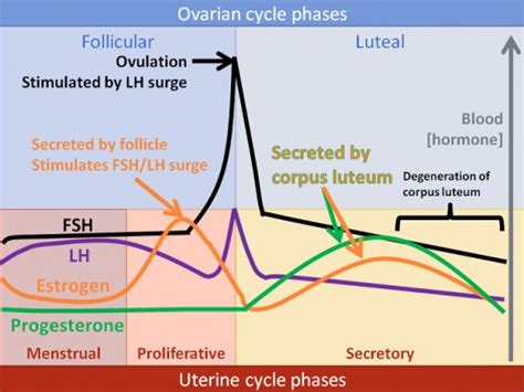 Female Reproductive Cycle | HubPages