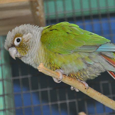 Green Cheek Conure - Cub Creek Science and Animal Camp