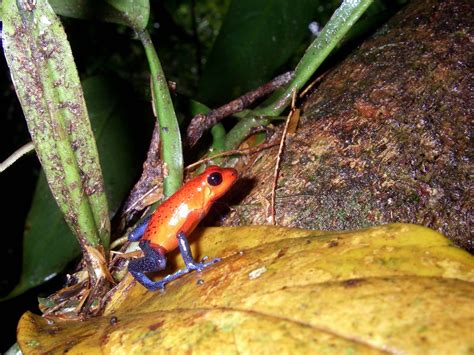 Dendrobatidae - Merritt College Herpetology