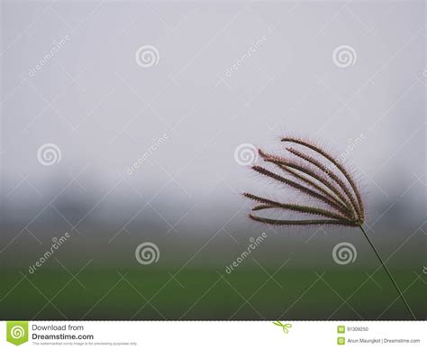 Grass flower bouquet stock photo. Image of flower, beautiful - 91309250