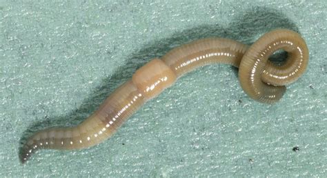 Timeless Environments: Earthworms & the mechanical functions they ...