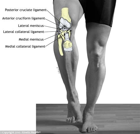 Kinetic Health - Calgary: Ligament Injuries of the Knee