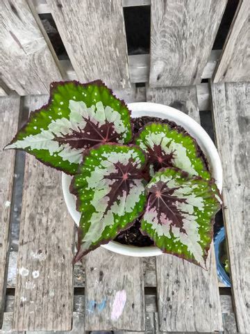 Rex Begonia: The 47 Most Stunning Varieties for Your Garden ...