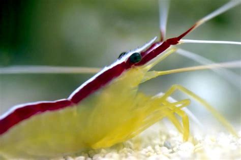 Cleaner Shrimp – "OCEAN TREASURES" Memorial Library