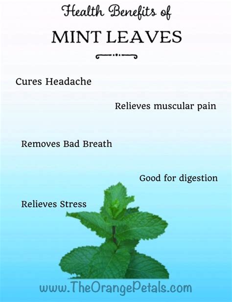 Health Benefits of Mint leaves - theorangepetals