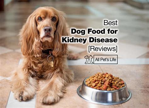 17 best dog food for kidney disease [2024] - All Pet's Life