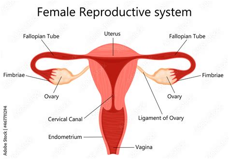 Female reproductive system with labelled parts on white background isolated vector illustration ...