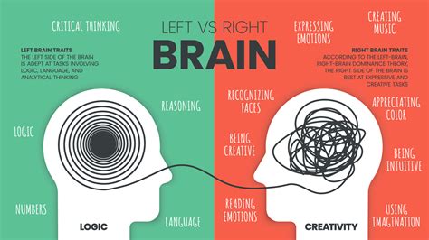 Left Brain vs. Right Brain Dominance infographic template. How the human brain works theory ...