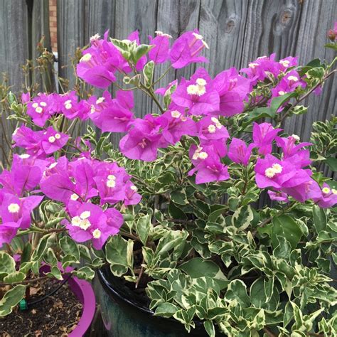 Bougainvillea spectabilis, Great Bougainvillea - uploaded by @TerrabaGarden