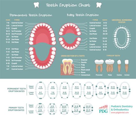 All About Baby Teeth | PDG Dental | Pediatric Dentistry & Orthodontics