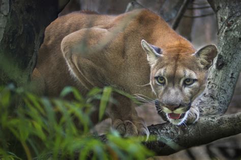 Cougars in Tennessee? Tennessee Wildlife Federation