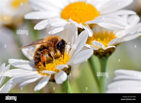 Macro of honey bee (Apis) feeding on white anthemis flower Stock Photo - Alamy