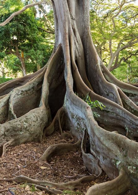 Premium Photo | Moreton bay fig tree roots