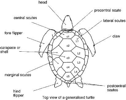 Picture | Green sea turtle, Sea turtle species, Sea turtle