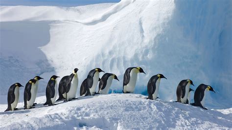 Download Snow Animal Penguin HD Wallpaper