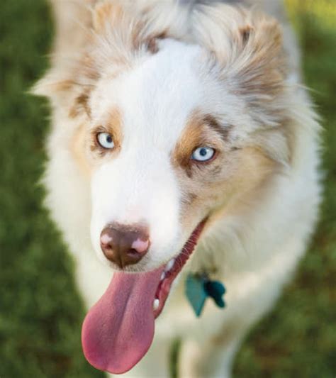 Australian Shepherd | The Drake Center For Veterinary Care